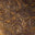 Brown Embossed